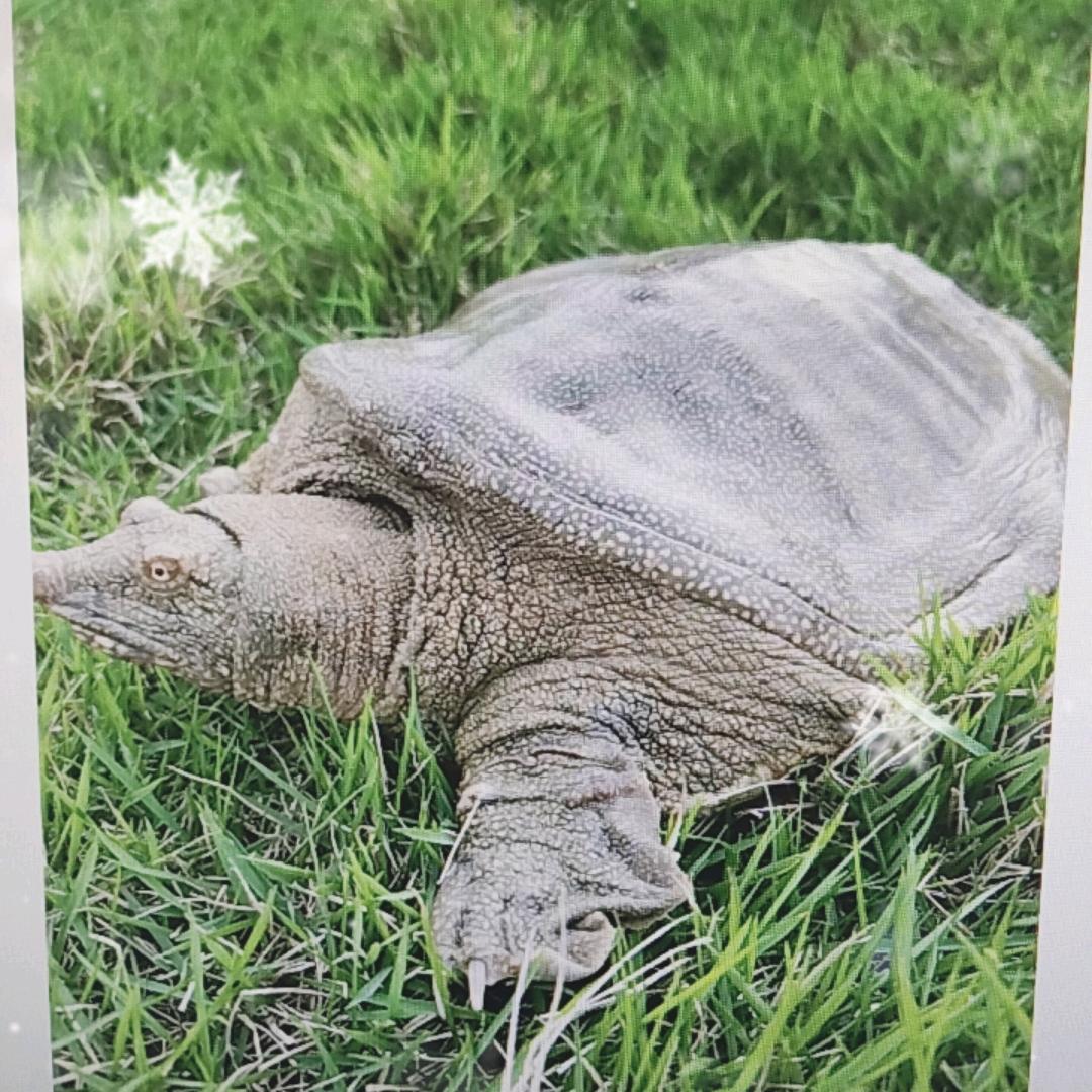 甲鱼养殖基地-贝