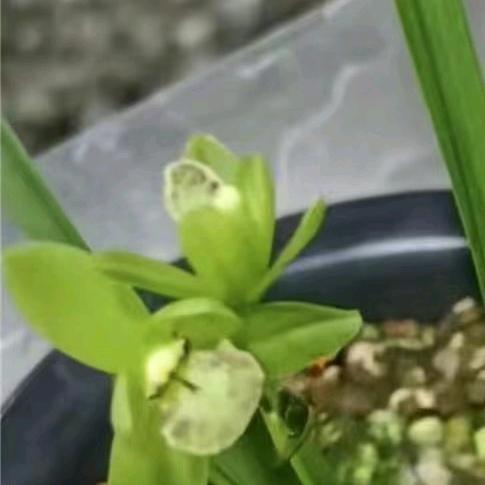 悦香兰花