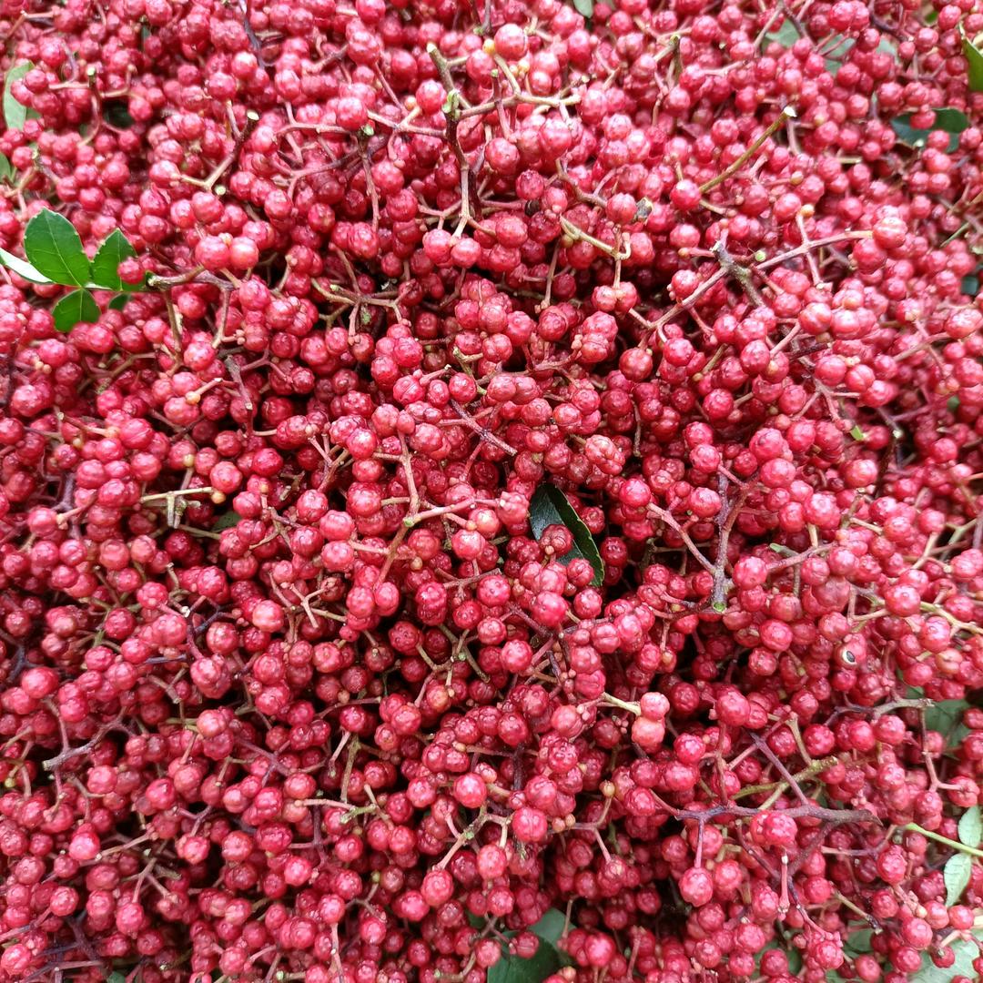 苦mingre