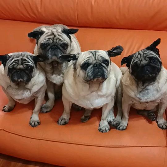 吉祥四宝🌹🌹🌹