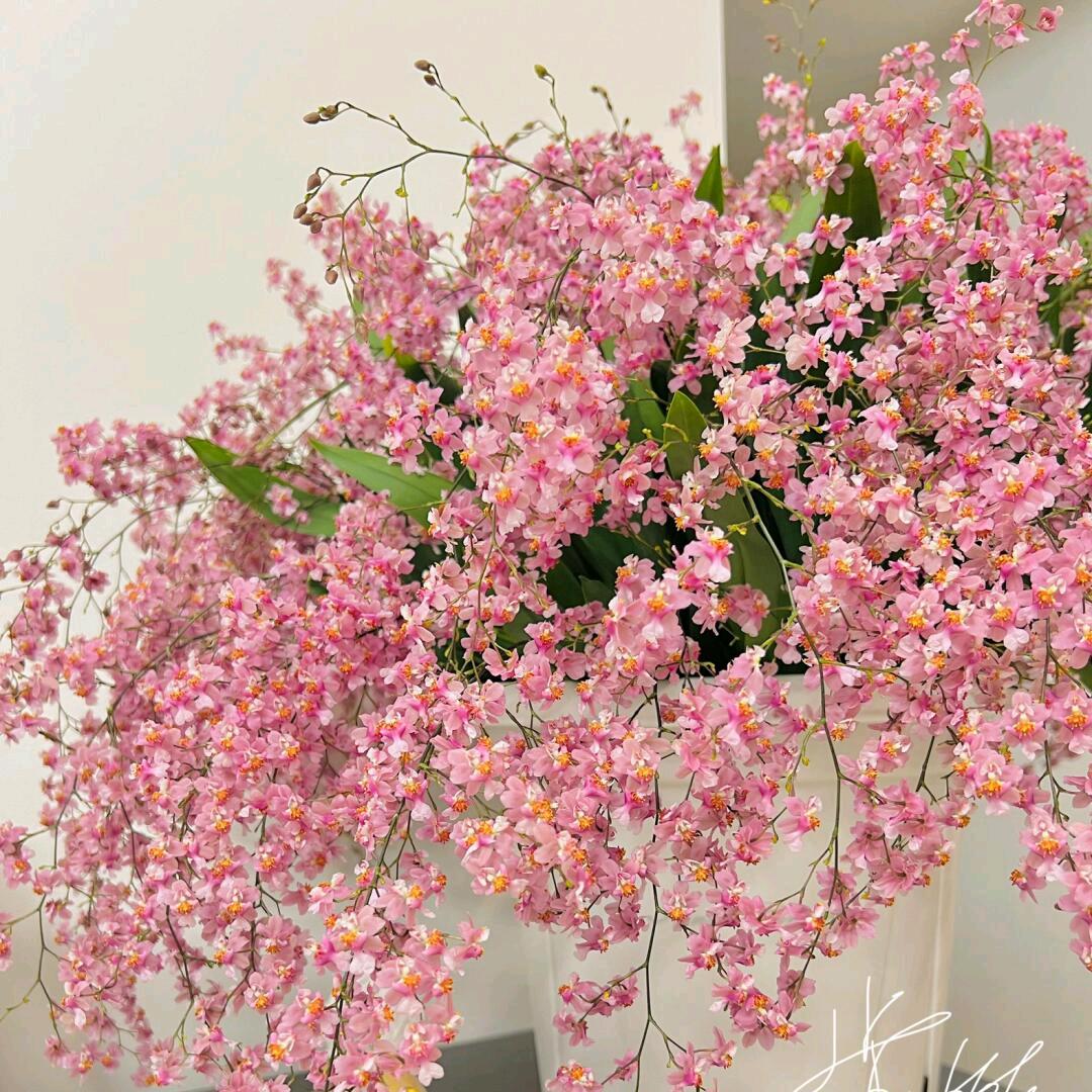 伊仁花卉3店