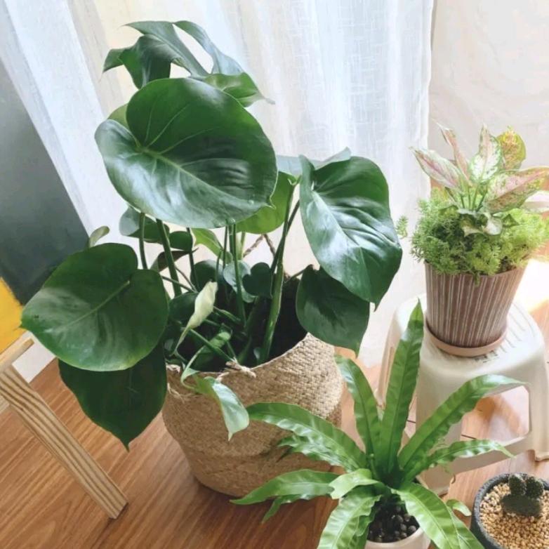 爱人如养花，做自己的养花人