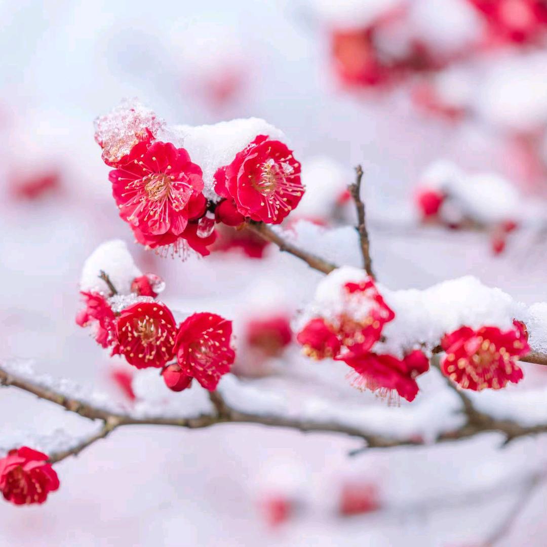 花开富贵·