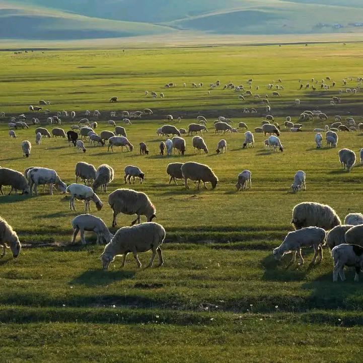 （内蒙安达美食)