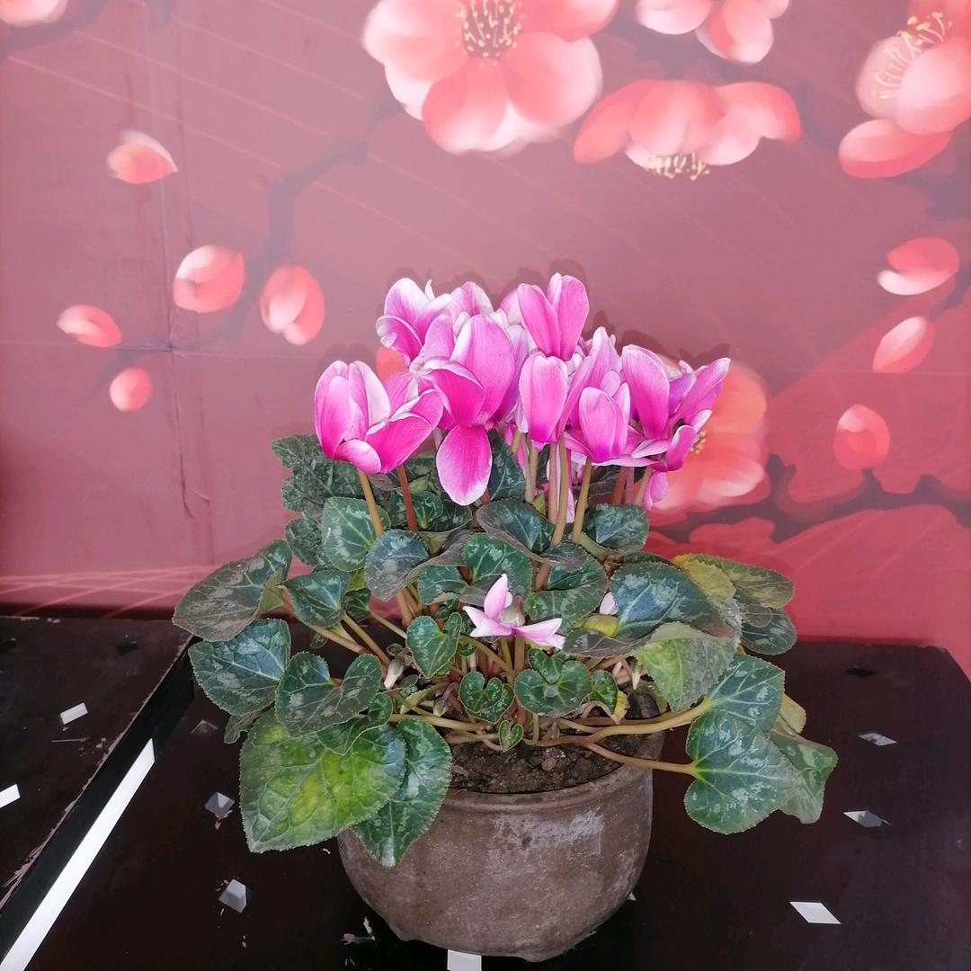 裴秀丽