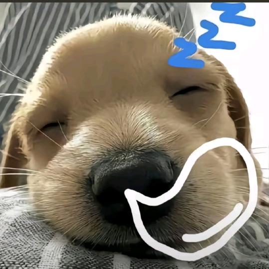 小猫把屎插路上导致汽车曲线行驶