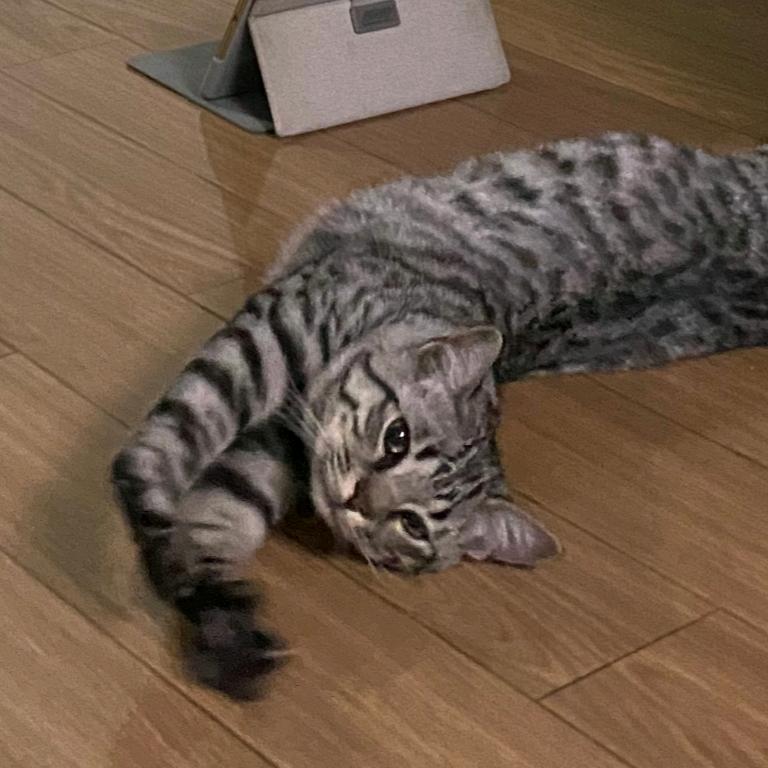 活在梦里的鸢鸢 Iris