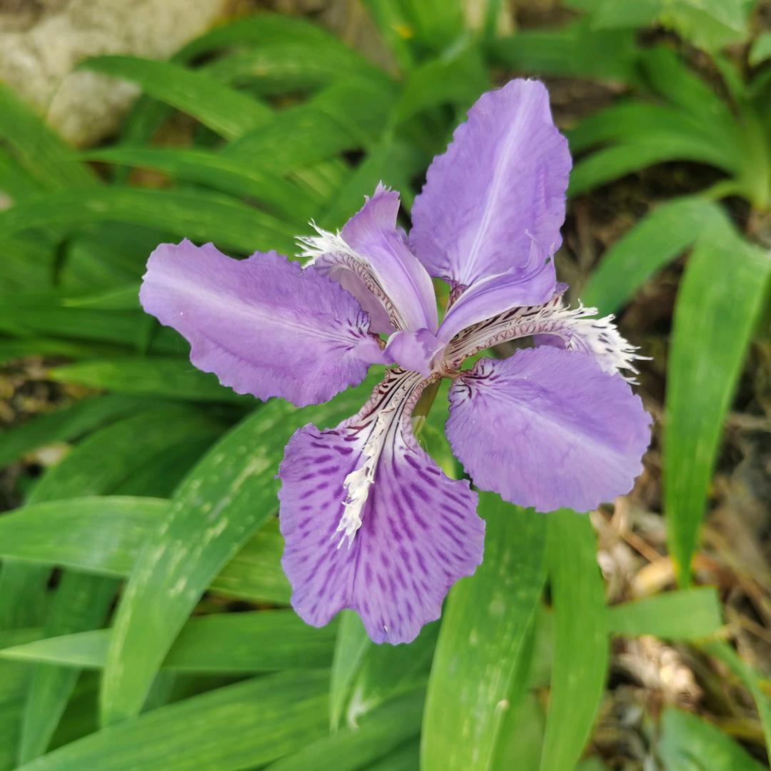 🧚‍♀️农村的小哥哥🧚‍♂️