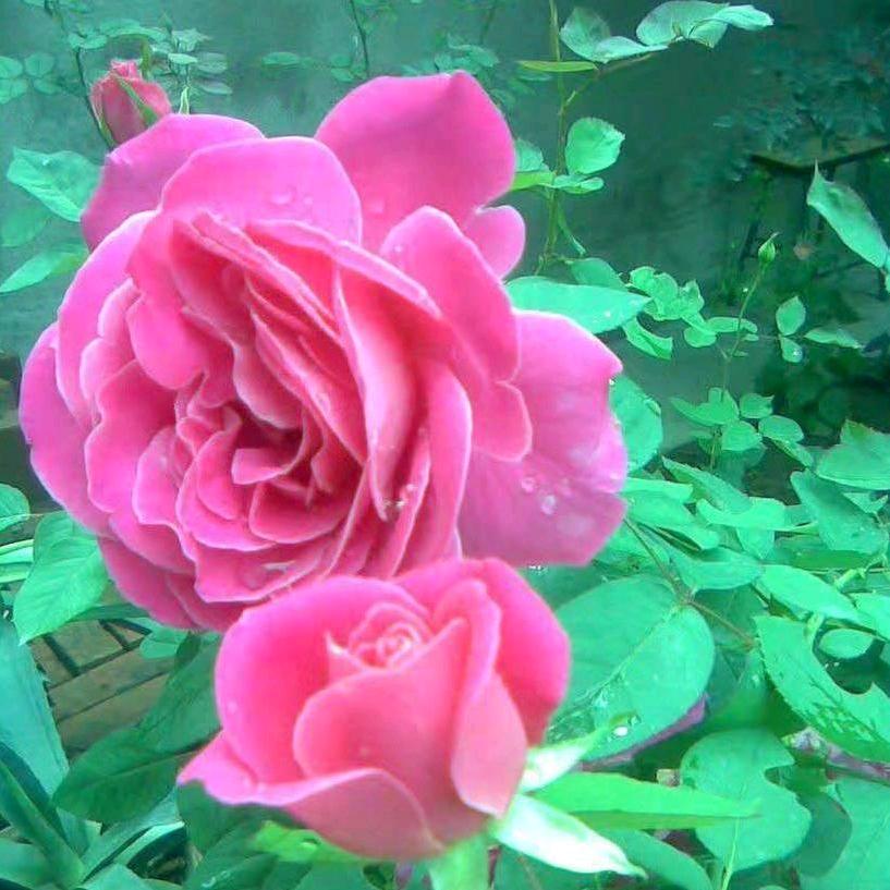 裕华区红娘何老师-荷满堂婚恋中心