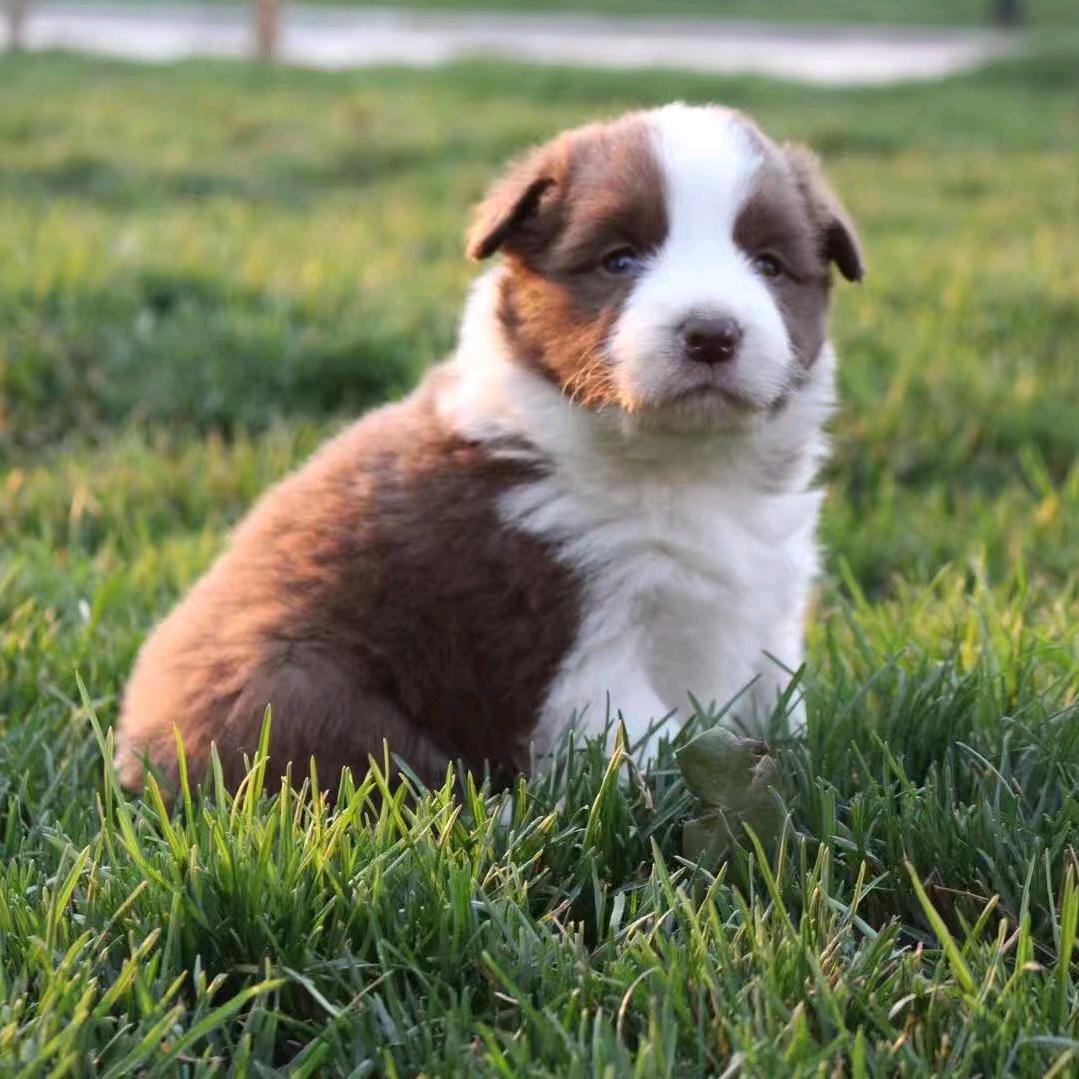 米边牧（直播号）