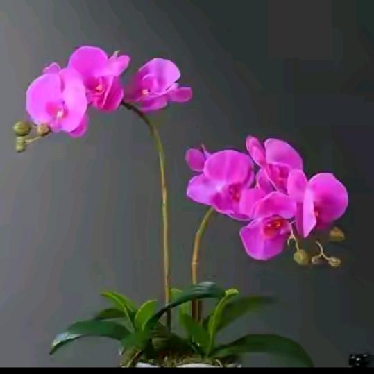 🌸花娇🌸