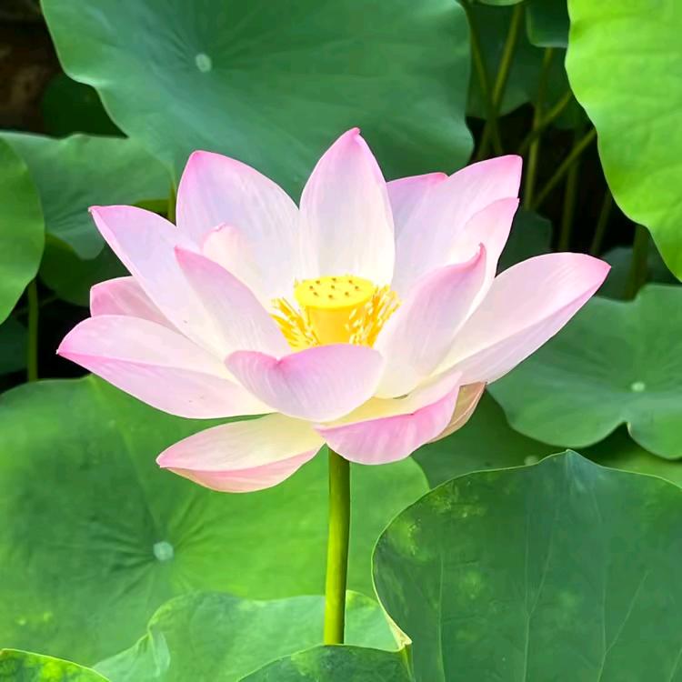 浅眠