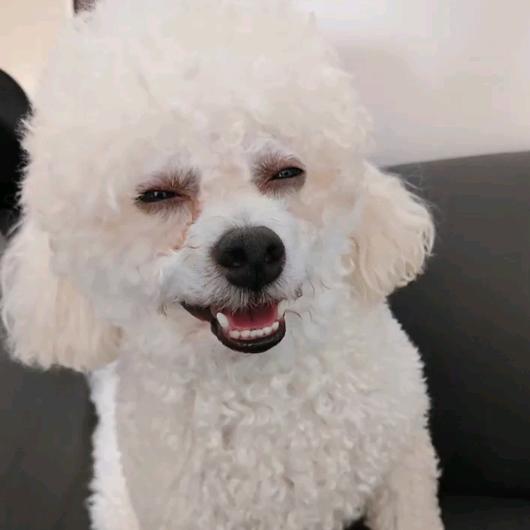 蓝眼泪💧