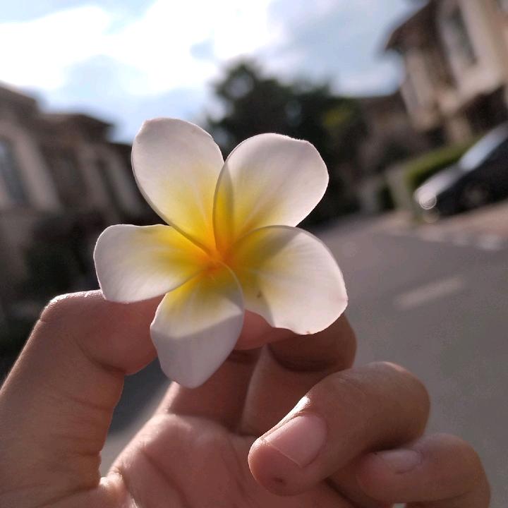 观槿