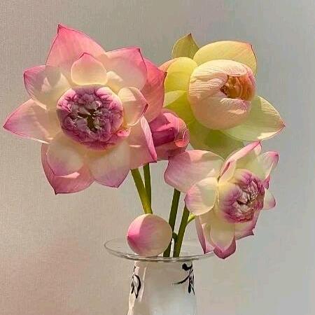 发财猫🐱 凯凯