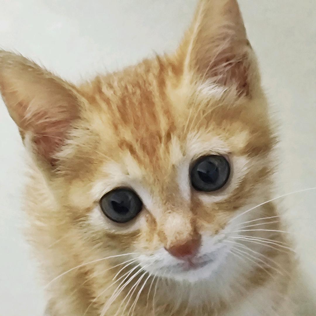 可可爱爱有脑袋