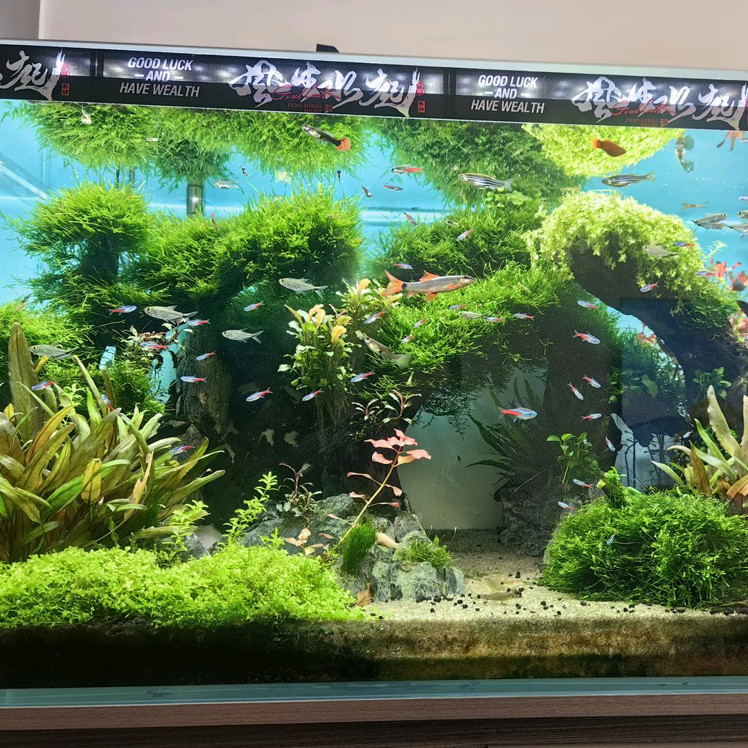 初見