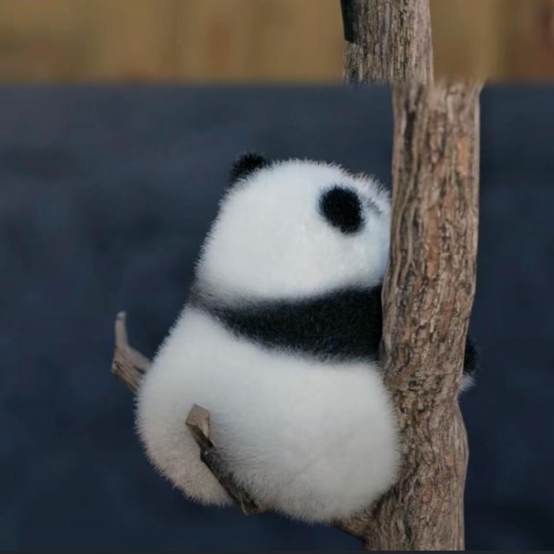 波波斯卡头像
