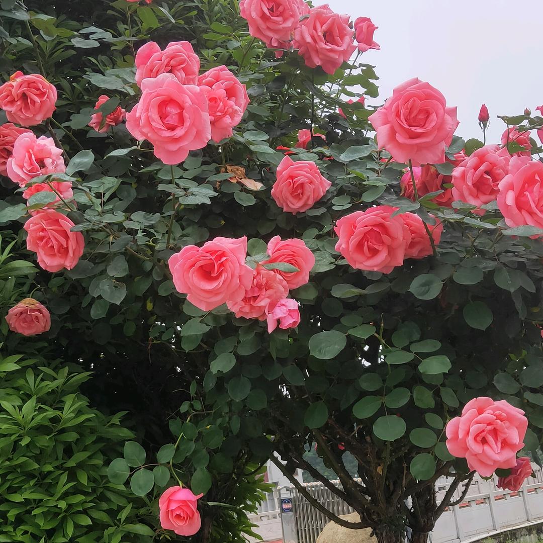 雁雁