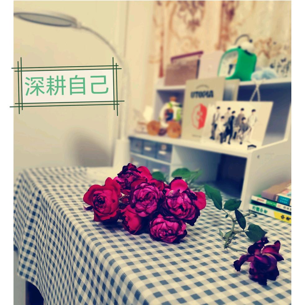 胖胖的小橘猫