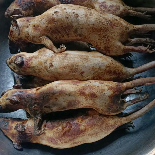 万年老二除四害