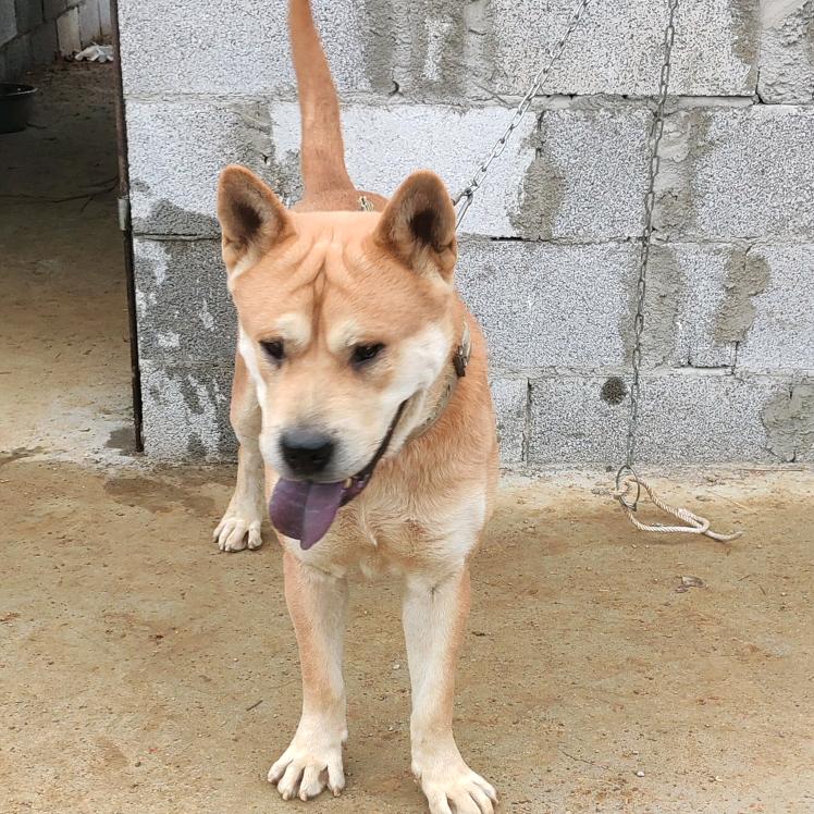 老胡（5）土猎田园犬