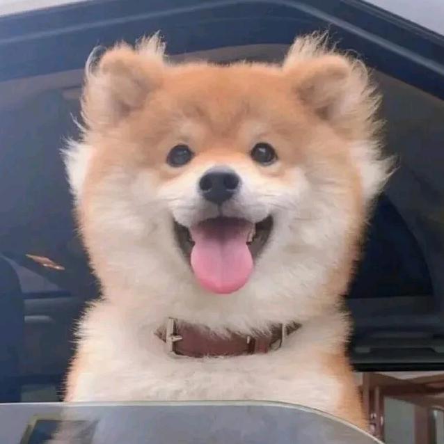 小蚂蚁宠物用品精选店