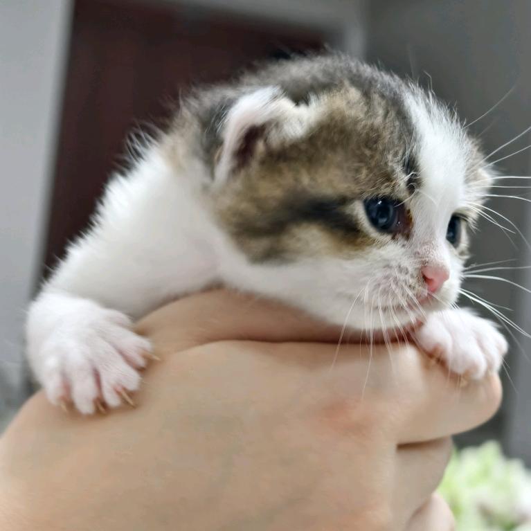 ⁽⁽ଘ宝贝多多ଓ⁾⁾