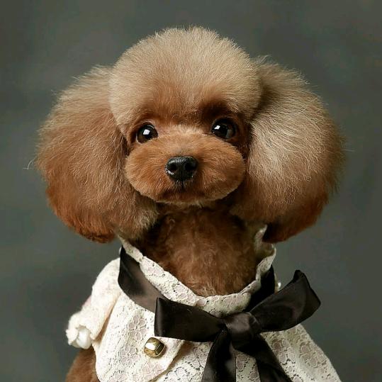 丁先生与赵公子