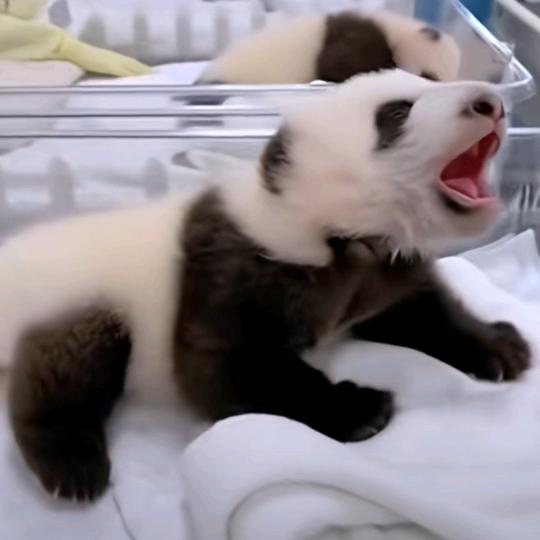 张*