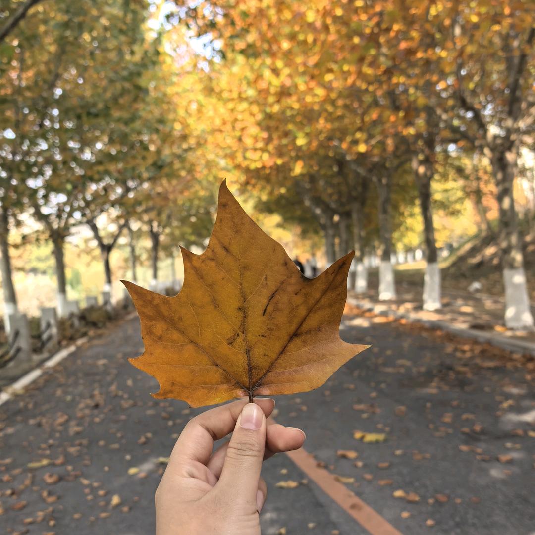 荔枝石榴