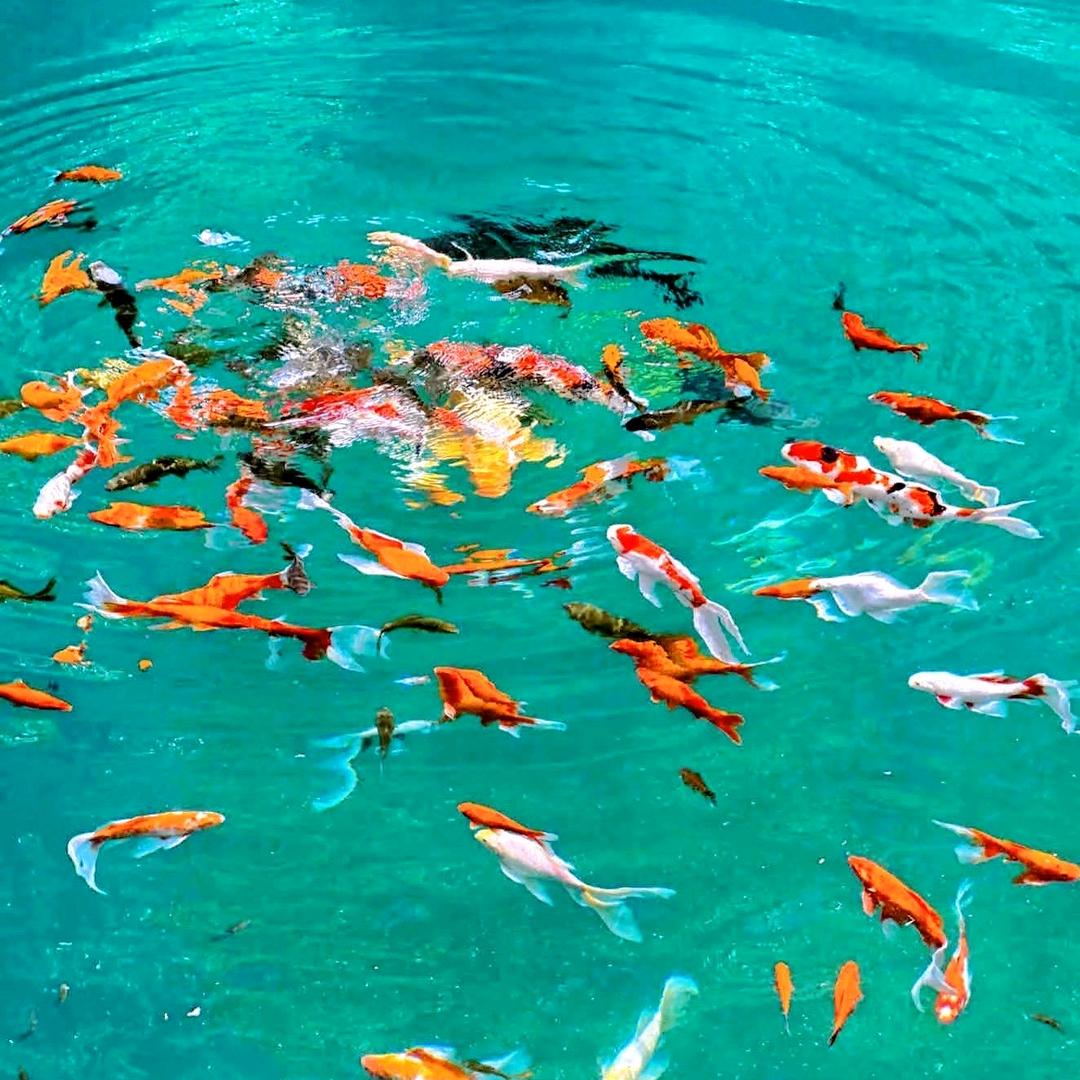 @氟化氢铵@培养箱生产厂家