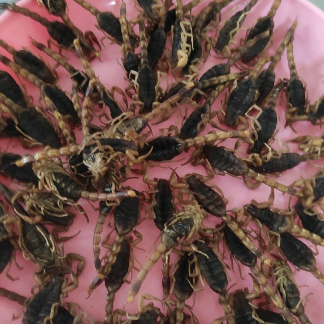蝎子养殖王珍