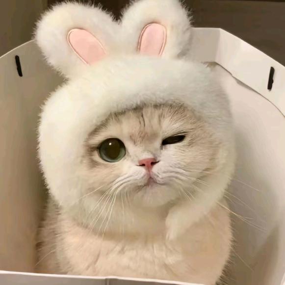嘉恬蓉怡