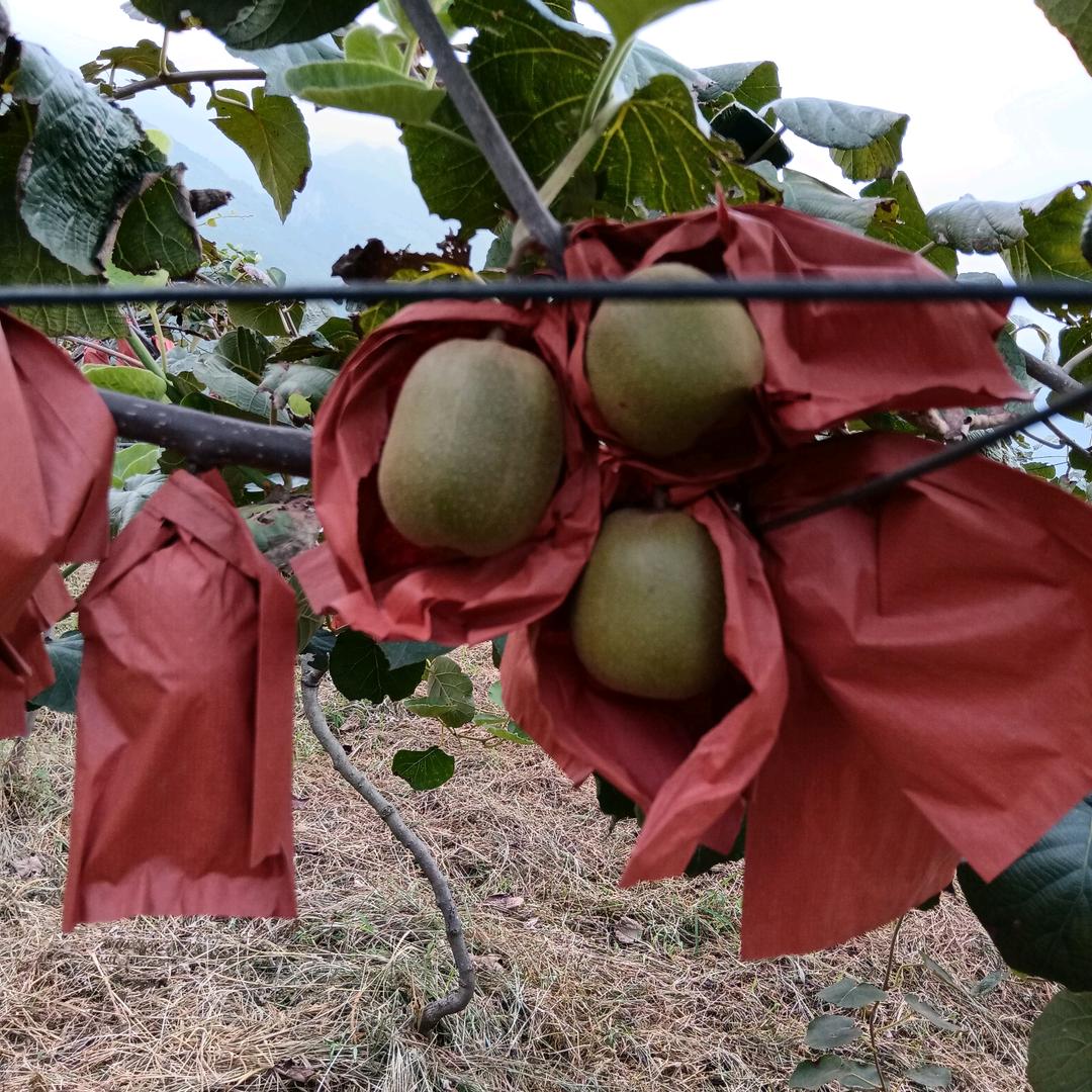 猕猴桃:猴场富农网络(助农)