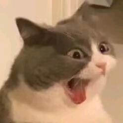 羴YY