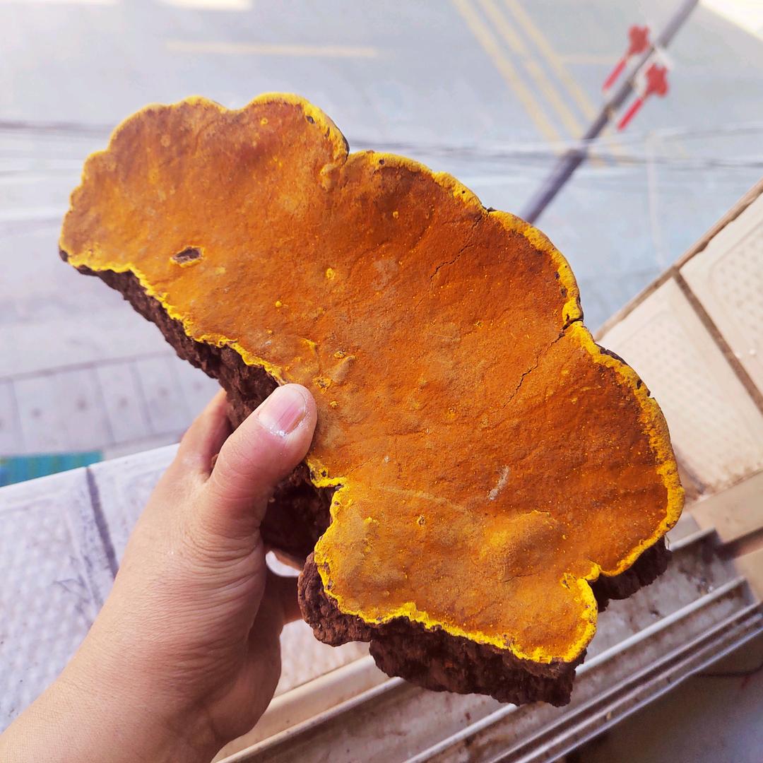 秦岭小周桑树桑黄