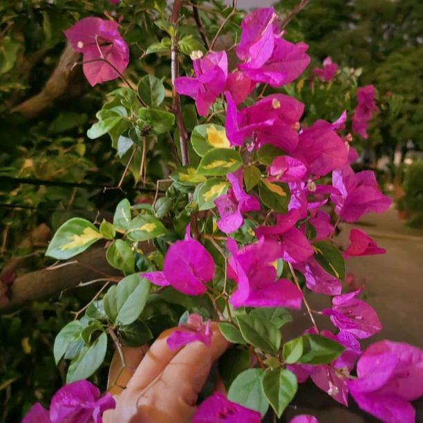 🎀心想事陈🍊