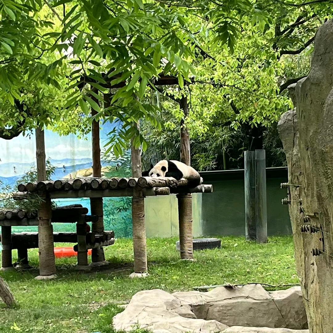 百合