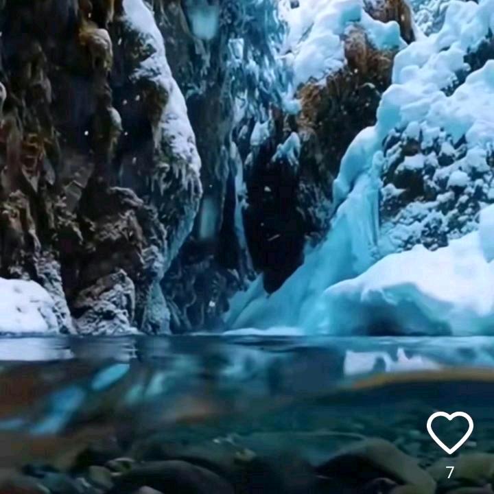 雪山猎鹰