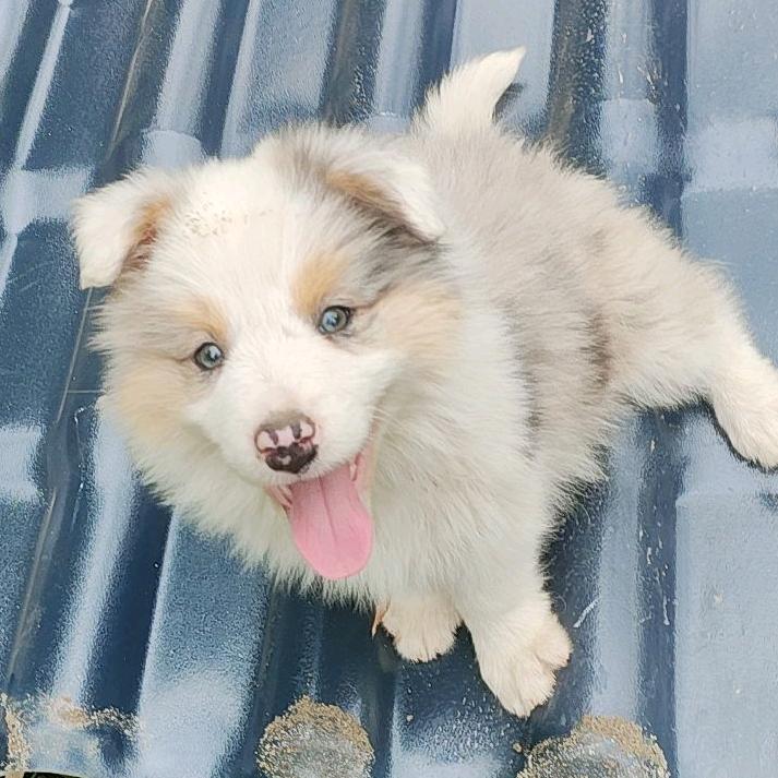 边牧小豆(自繁自育)