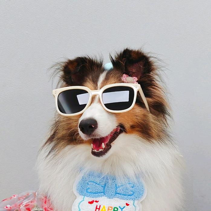 喜乐蒂哆米的日常