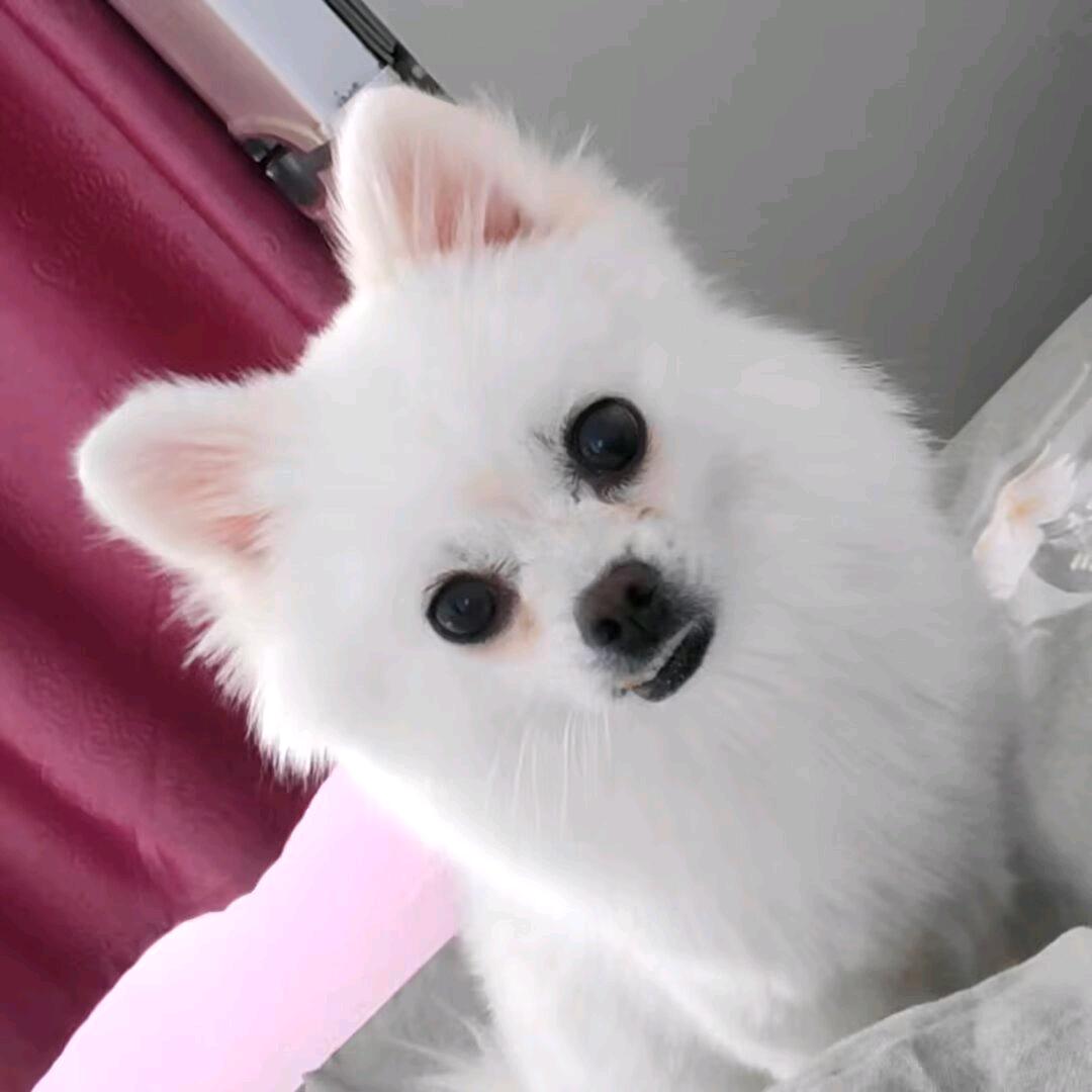 痴情的包子