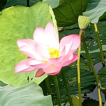 🌻ℳঞᩚ听说ꦿ糖很甜꧔ꦿ᭄🌻