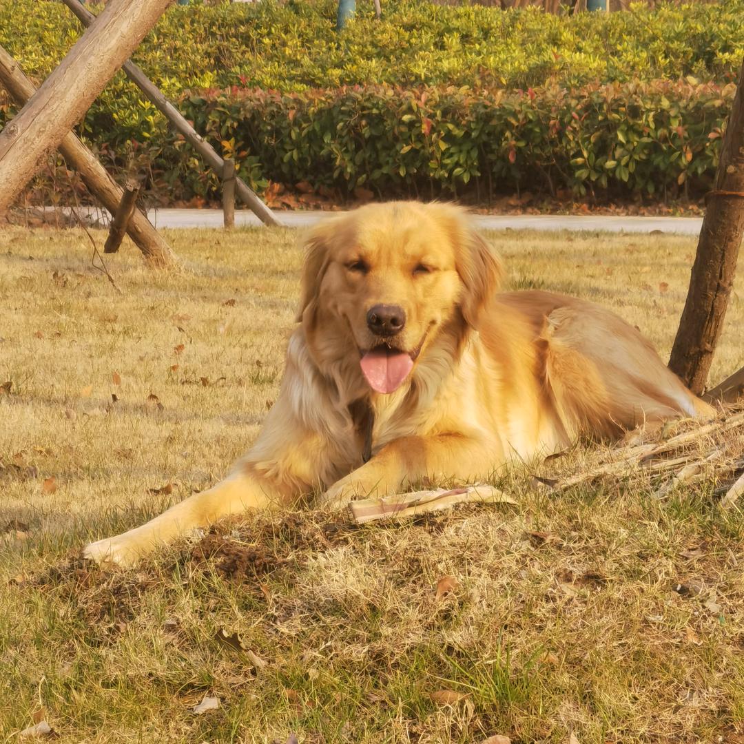 吃饭睡觉不胖胖