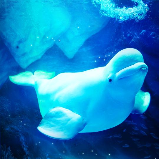 海洋公园门票年卡