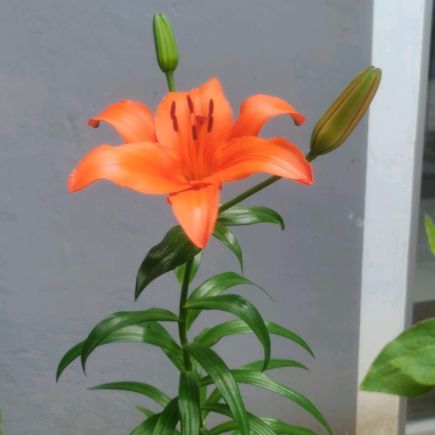 八月八