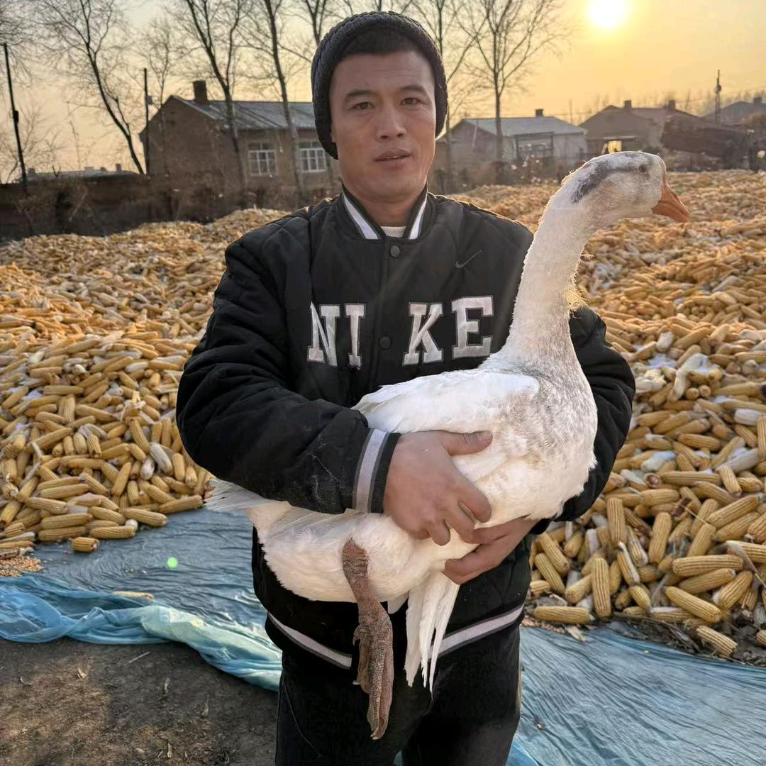 胖小丫东北农产品