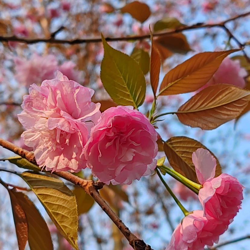 小贝比