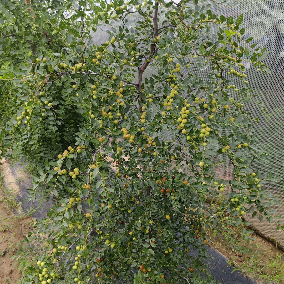 A豫峡灵一颗树酸枣种植家庭农场